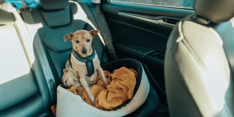 taxi barcelona mascotas