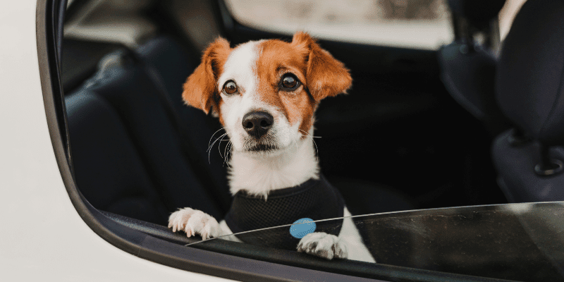 taxi barcelona mascotas